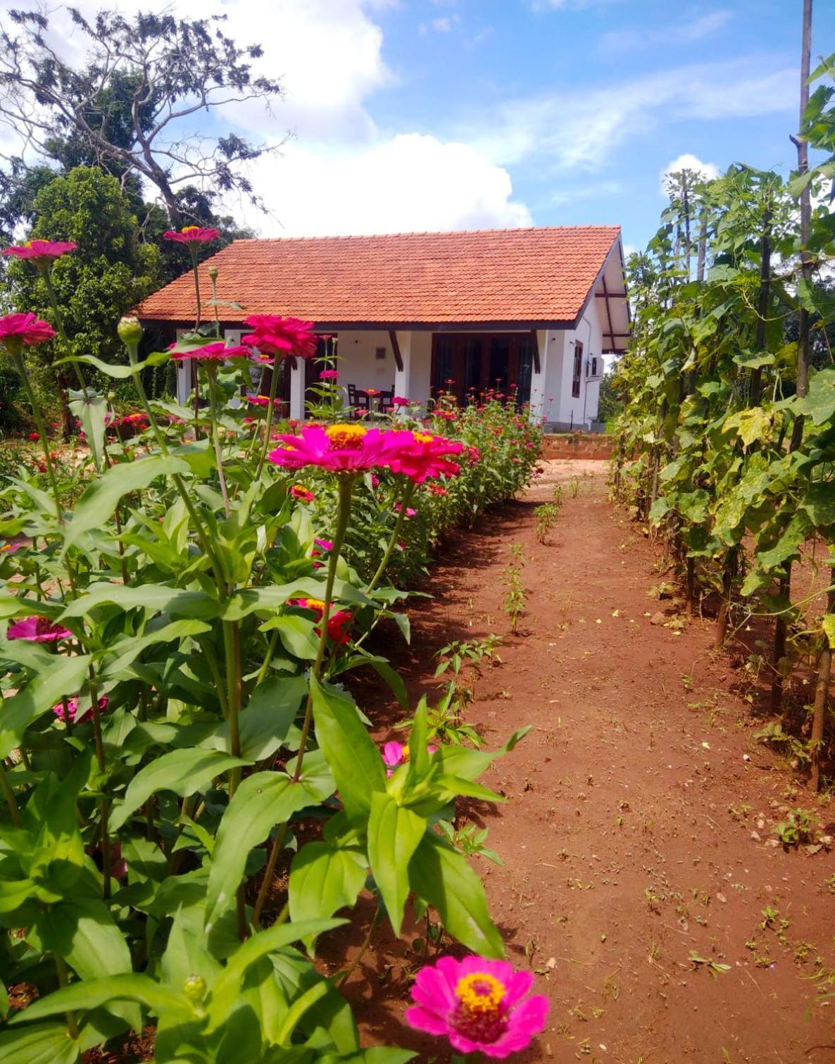 Moni Farm House Wilpattu Nochchiyagama Extérieur photo