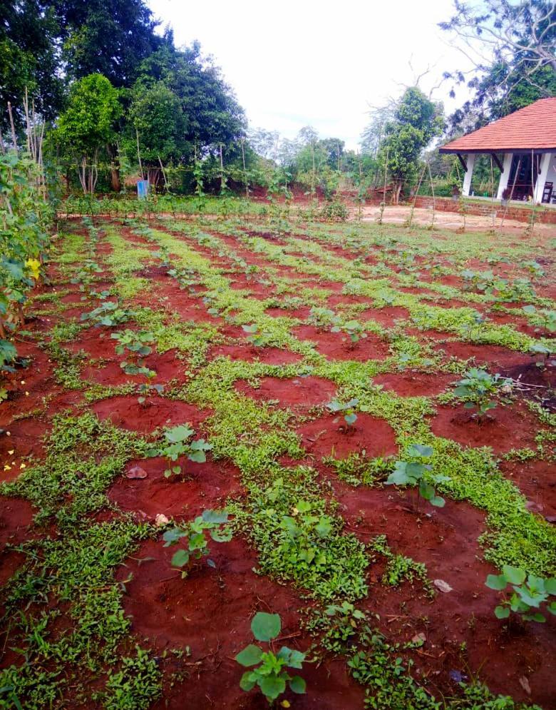 Moni Farm House Wilpattu Nochchiyagama Extérieur photo